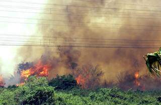 Em 2020, Pantanal registra maior quantidade de focos de incêndio que em anos anteriores. (Foto: Divulgação Governo de MS)