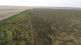 Plantação de eucalipto feito em região protegida. (Foto: PMA) 