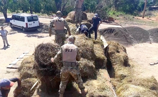 Cão farejador acha 1 tonelada de maconha em caminhão carregado de feno Cão farejador acha 1 tonelada de maconha em caminhão carregado de feno