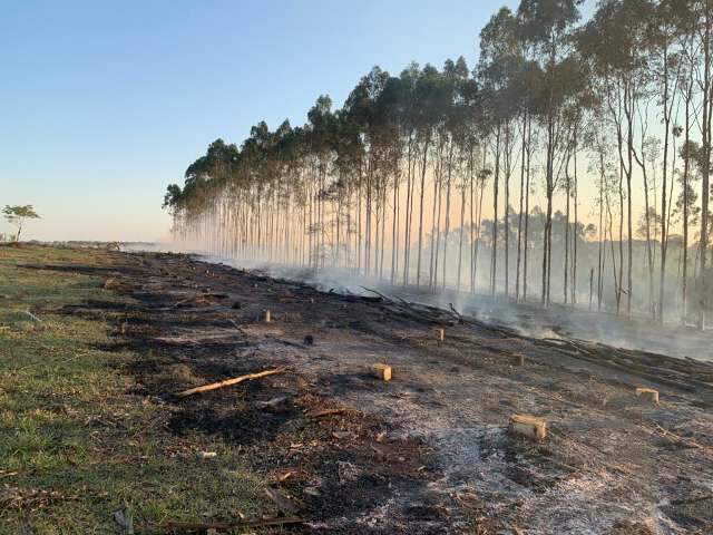 Empresa &eacute; multada por causar inc&ecirc;ndio durante derrubada de eucalipto  