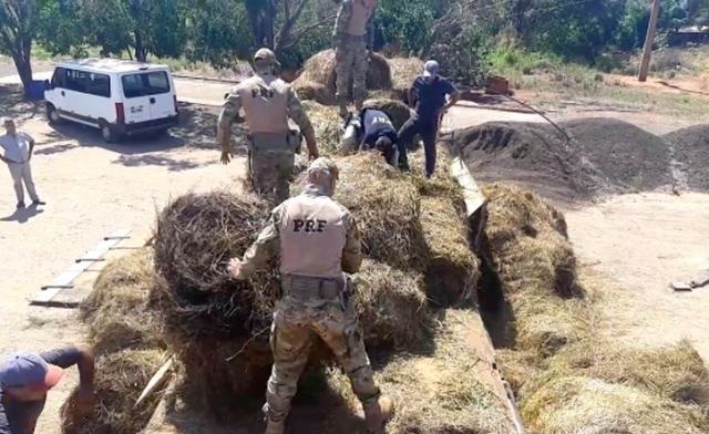 C&atilde;o farejador acha 1 tonelada de maconha em caminh&atilde;o carregado de feno 
