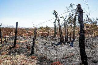 Cena &eacute; de devasta&ccedil;&atilde;o em &aacute;rea atingida por fogo no Monte Castelo