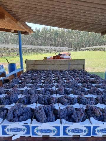 Um das poucas &quot;divers&otilde;es&quot; liberadas, nova safra de uvas &eacute; atra&ccedil;&atilde;o em est&acirc;ncia 