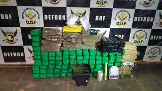 Presos com 150 Kg de drogas, casal cultivava ate p&eacute; de maconha em &quot;boca de fumo&quot;