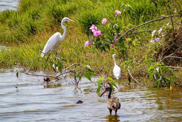 Gar&ccedil;a solit&aacute;ria ganha companhia e muda a paisagem na Lagoa Itatiaia 