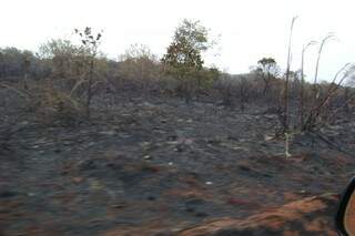 Arrendat&aacute;rio &eacute; multado em R$ 666 mil por inc&ecirc;ndio em lavoura e vegeta&ccedil;&atilde;o nativa