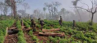 Pol&iacute;cia destr&oacute;i 16 hectares de maconha em &aacute;reas de cultivo na fronteira