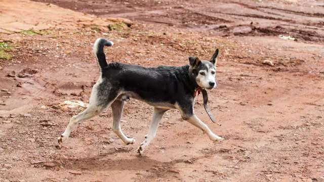 Sancionada lei que permite ado&ccedil;&atilde;o de animais de rua sem levar para casa