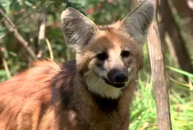 C&eacute;dula de R$ 200, com a imagem do lobo-guar&aacute;, entra em circula&ccedil;&atilde;o hoje