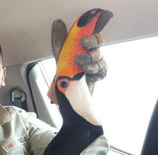 Tucano &eacute; resgatado com ferimento na asa; &eacute; o terceiro caso na semana