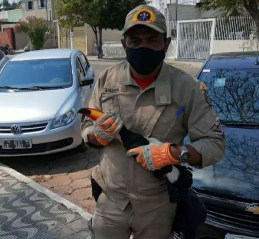 Tucano &eacute; resgatado com ferimento na asa; &eacute; o terceiro caso na semana