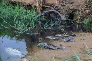 Comunicado alerta moradores sobre motivo de mau cheiro em lago do Damha