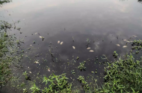 &Aacute;guas Guariroba alerta que esgoto clandestino pode ter contaminado lago