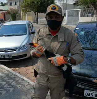 Tucano &eacute; resgatado com ferimento na asa; &eacute; o terceiro caso na semana