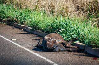 Antas são as principais vítimas entre os bichos mortos em rodovias de Mato Grosso do Sul. (Foto: Henrique Kawaminami)