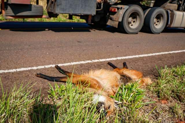 Em rodovia onde massacre de animais &eacute; evidente, lobo-guar&aacute; &eacute; uma das v&iacute;timas