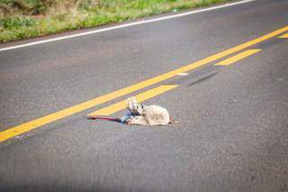 Pássaros estavam entre os 15 animais encontrados pela reportagem na rodovia. (Foto: Henrique Kawaminami)