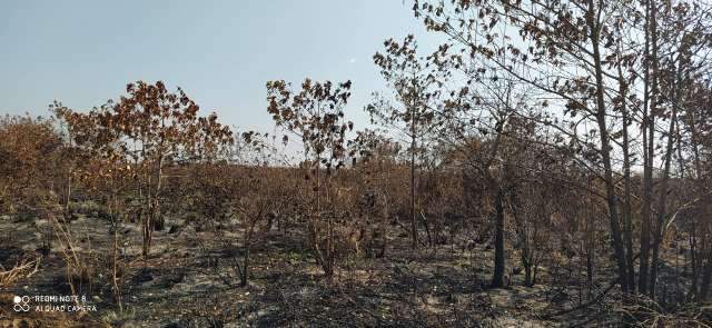 Empresa falida &eacute; multada em R$ 364 mil por inc&ecirc;ndio em canavial e mata nativa