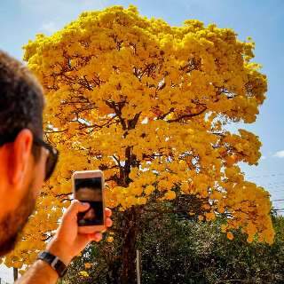 &Eacute; tempo das selfies na &quot;Rua dos Ip&ecirc;s&quot;, e voc&ecirc; n&atilde;o pode perder essa