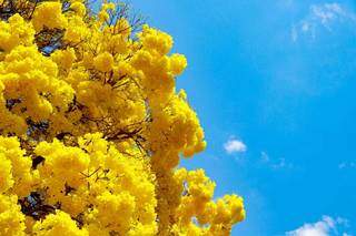 Não tem como não concordar: o contraste entre a copa amarela e o céu azulzinho é de uma beleza sem igual (Foto: Henrique Kawaminami)