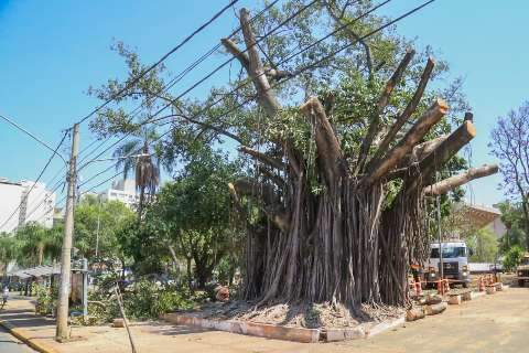 Poda radical em árvore centenária transforma paisagem na Praça do Rádio Clube 