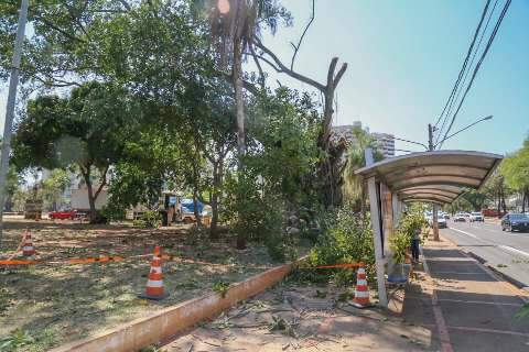 &quot;Necrosada&quot;, &aacute;rvore de 25 metros vai ser removida na Pra&ccedil;a do R&aacute;dio