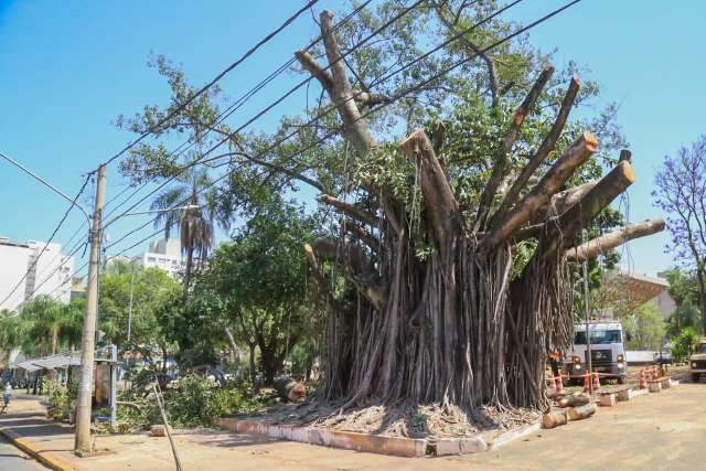Poda radical em &aacute;rvore centen&aacute;ria transforma paisagem na Pra&ccedil;a do R&aacute;dio Clube 