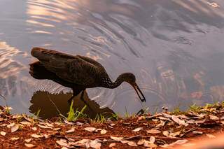 Pássaro se refrescando e se alimentando no Lago do Amor (Foto: Herique Kawaminami) 