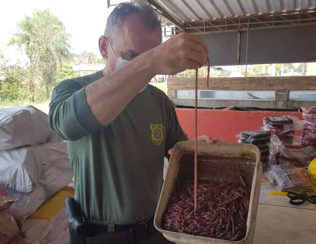 Flagrado com &quot;minhocas gigantes&quot;, empres&aacute;rio &eacute; multado em R$ 95 mil