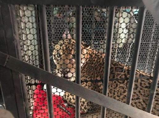 Filhote de on&ccedil;a-pintada &eacute; resgatado de helic&oacute;ptero ap&oacute;s ter patas queimadas 