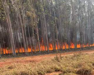 Coluna de fogo atingindo plantação de eucalipto na saída para Três Lagoas, à margem da BR-262. (Foto: Direto das Ruas)