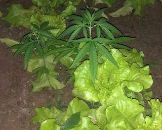 No meio de alface e cheiro-verde, p&eacute; de maconha &eacute; rei da horta