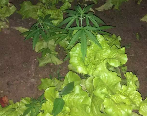 No meio de alface e cheiro-verde, p&eacute; de maconha &eacute; rei da horta