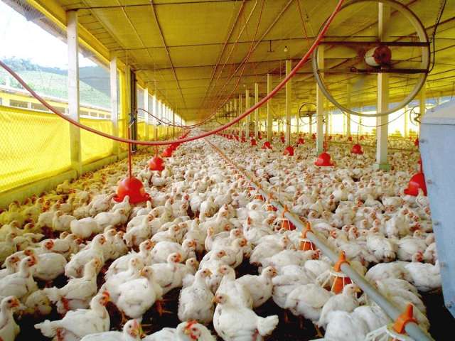 Avilcultor que perdeu 11 mil aves deve ser indenizado em R$ 99 mil por empresa