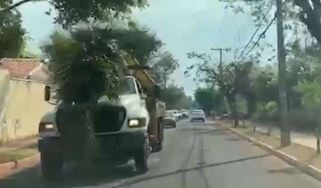Transporte de palmeira mostra &quot;habilidade&quot; de motorista, mas alto risco nas ruas