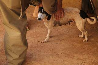 Cachorro recebe vacina antirrábica (Foto: Arquivo/Kisie Ainoã)