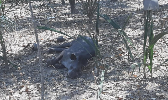 Anta que sofreu queimadura grave em inc&ecirc;ndio morre no Cras 