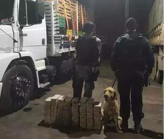 Orgulho na apreens&atilde;o de droga, c&atilde;es sofrem descaso em canil da PM, diz den&uacute;ncia