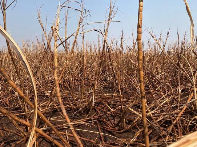 Usina &eacute; multada pelo segundo dia consecutivo ap&oacute;s inc&ecirc;ndio em canavial