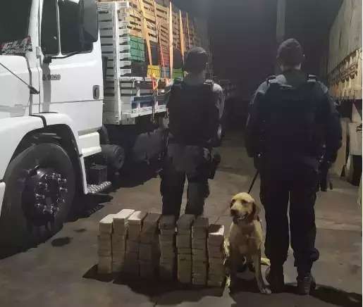 Orgulho na apreens&atilde;o de droga, c&atilde;es sofrem descaso em canil da PM, diz den&uacute;ncia