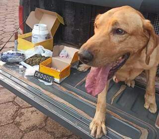 Orgulho na apreens&atilde;o de droga, c&atilde;es sofrem descaso em canil da PM, diz den&uacute;ncia