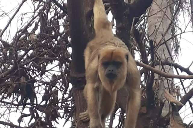 Visita inesperada: Macaco aparece em casa do Vida Nova 2
