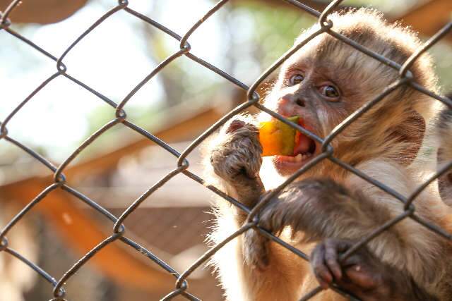 Em espera sem fim, macacos do Cras s&oacute; podem ser soltos depois de completar bando