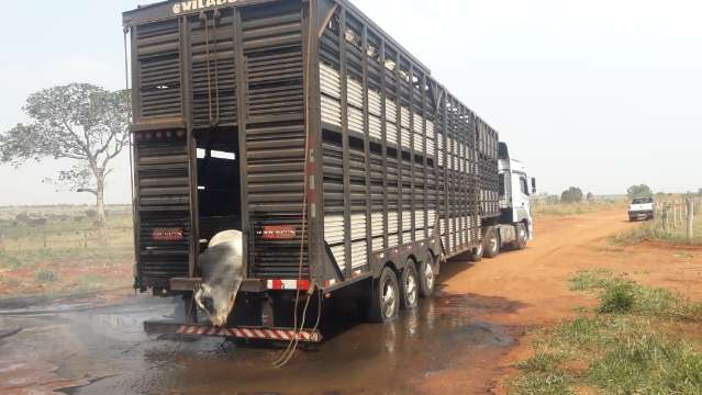 Carreta carregada com bois pega fogo e um dos animais morre queimado