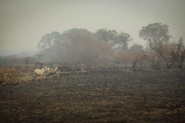 Boiada peregrina por comida e ribeirinho teme que o fim venha pelo fogo -  Meio Ambiente - Campo Grande News