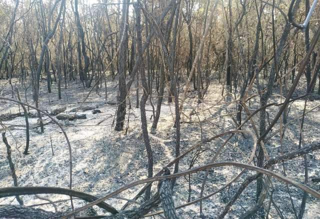 Produtora rural &eacute; multada em R$ 381 mil por incendiar 97 hectares de vegeta&ccedil;&atilde;o