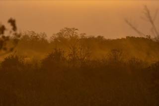 Mato seco no pantanal. (Foto:Jeferson Prado/Sesc Pantanal)