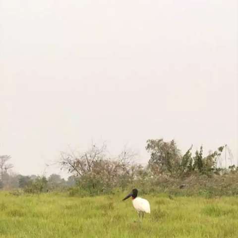 Boiada peregrina por comida e ribeirinho teme que o fim venha pelo fogo -  Meio Ambiente - Campo Grande News