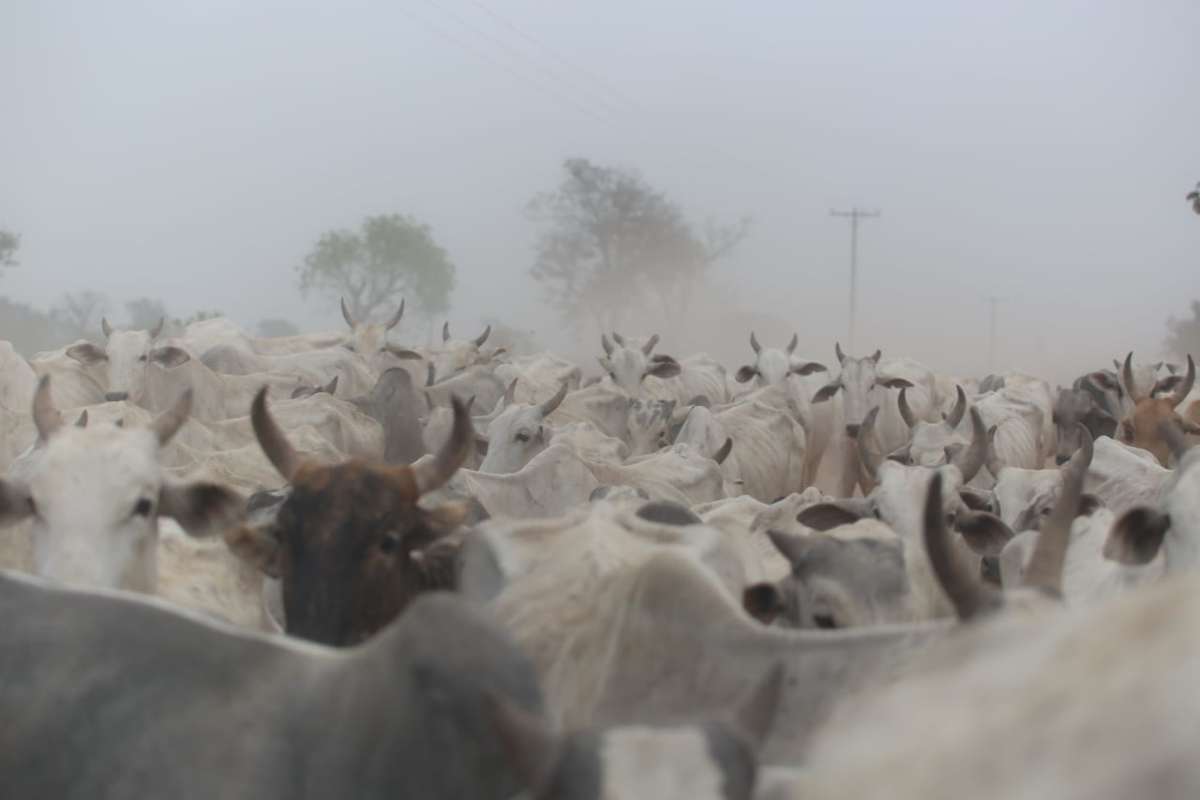 Boiada peregrina por comida e ribeirinho teme que o fim venha pelo fogo -  Meio Ambiente - Campo Grande News