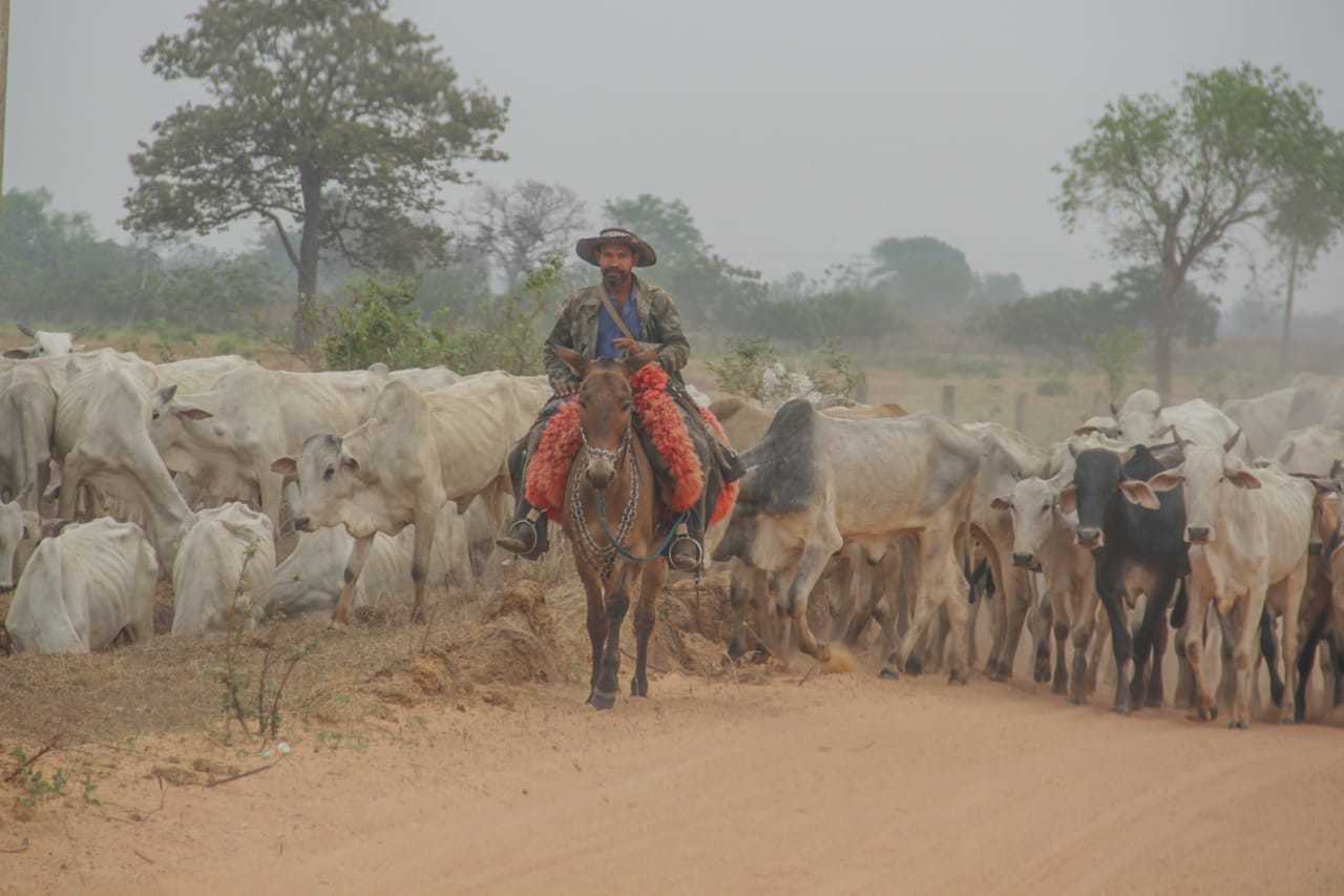 Boiada peregrina por comida e ribeirinho teme que o fim venha pelo fogo -  Meio Ambiente - Campo Grande News